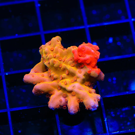 TSA Tequila Sunrise Grafted Setosa Montipora Coral