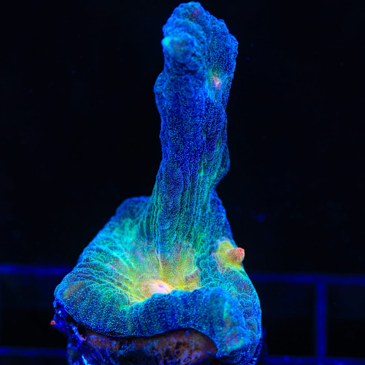 Rainbow Pectinia Coral