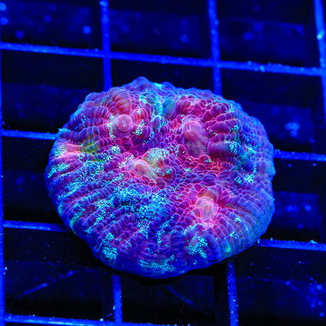 TSA Monster Mash Chalice Coral