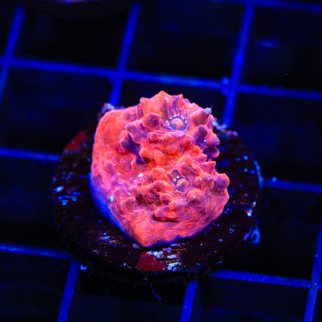 TSA Lava Blaster Chalice Coral