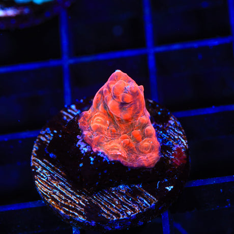 TSA Lava Blaster Chalice Coral