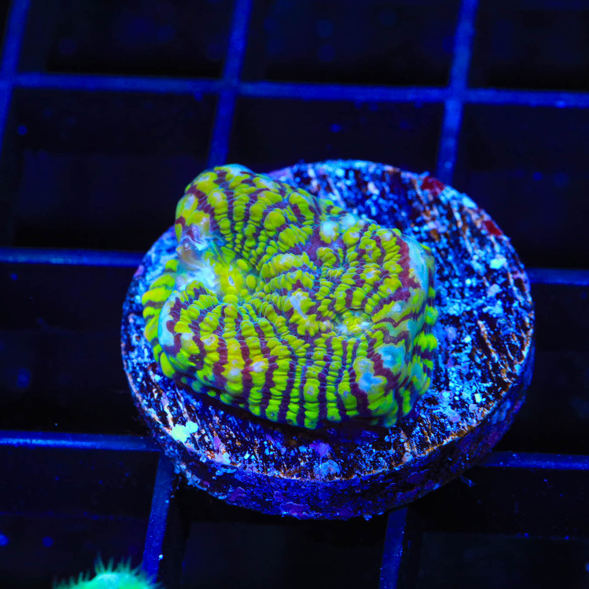 Convict Chalice Coral - Top Shelf Aquatics