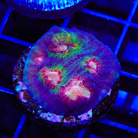 JF Chemical Reaction Chalice Coral