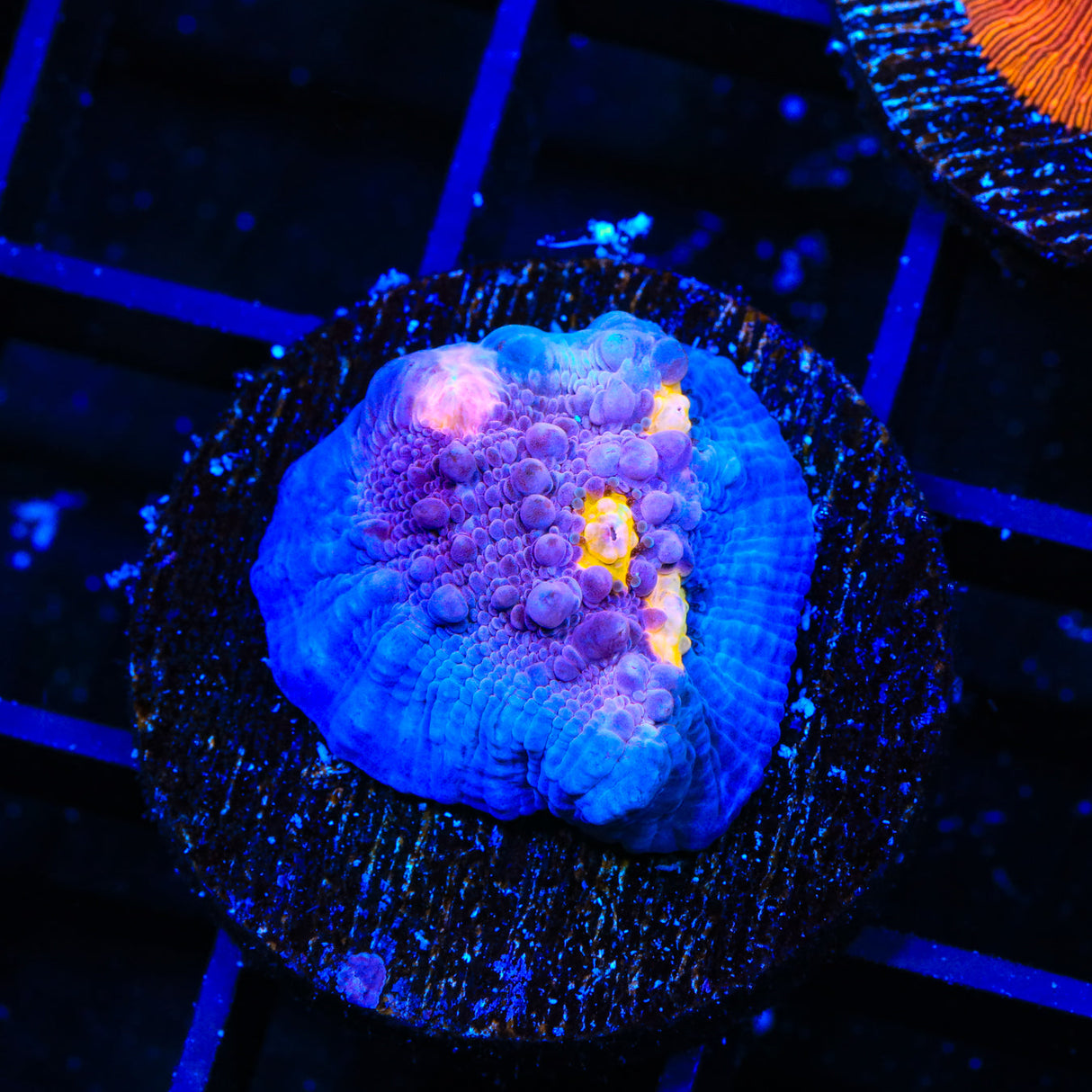ORA Easter Egg Chalice Coral - Top Shelf Aquatics