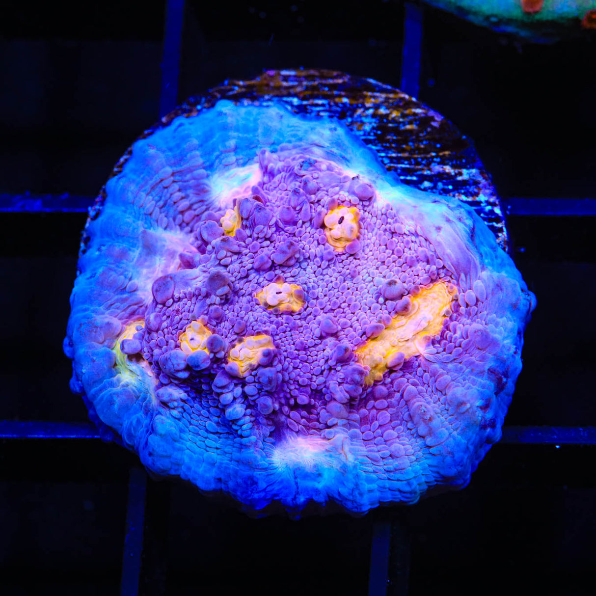 ORA Easter Egg Chalice Coral