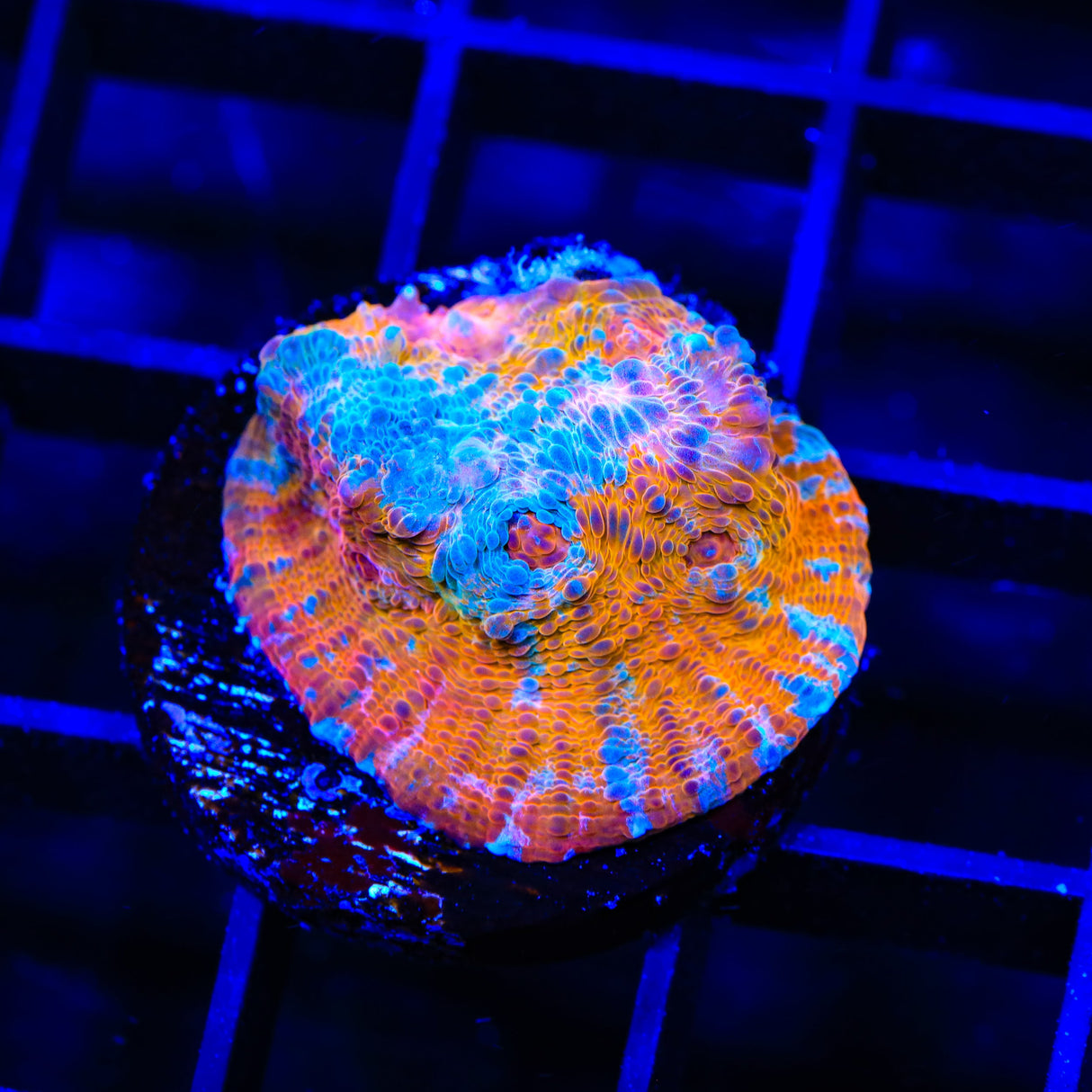 TSA Crazy Picasso Chalice Coral