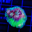 TSA Monster Mash Chalice Coral