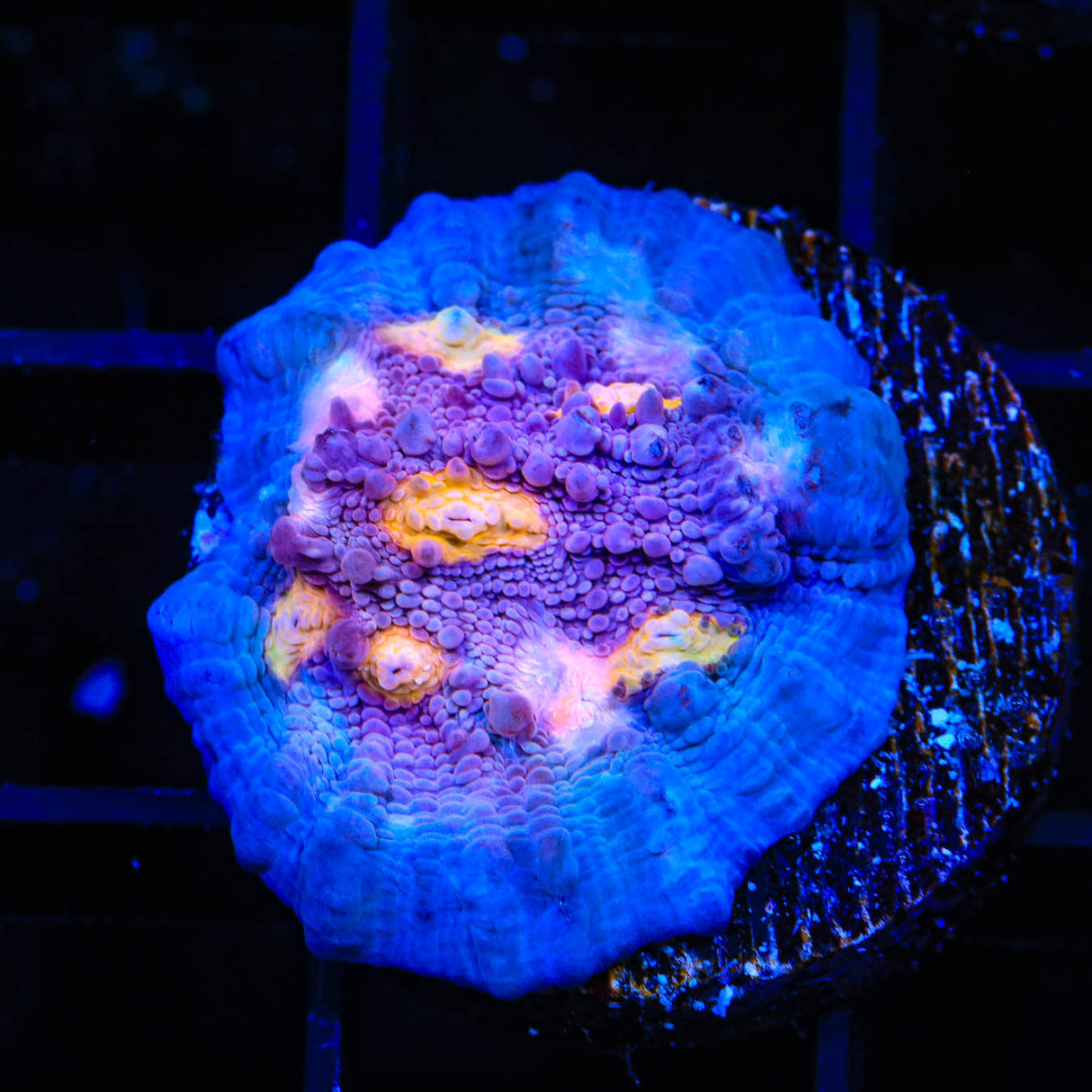 ORA Easter Egg Chalice Coral