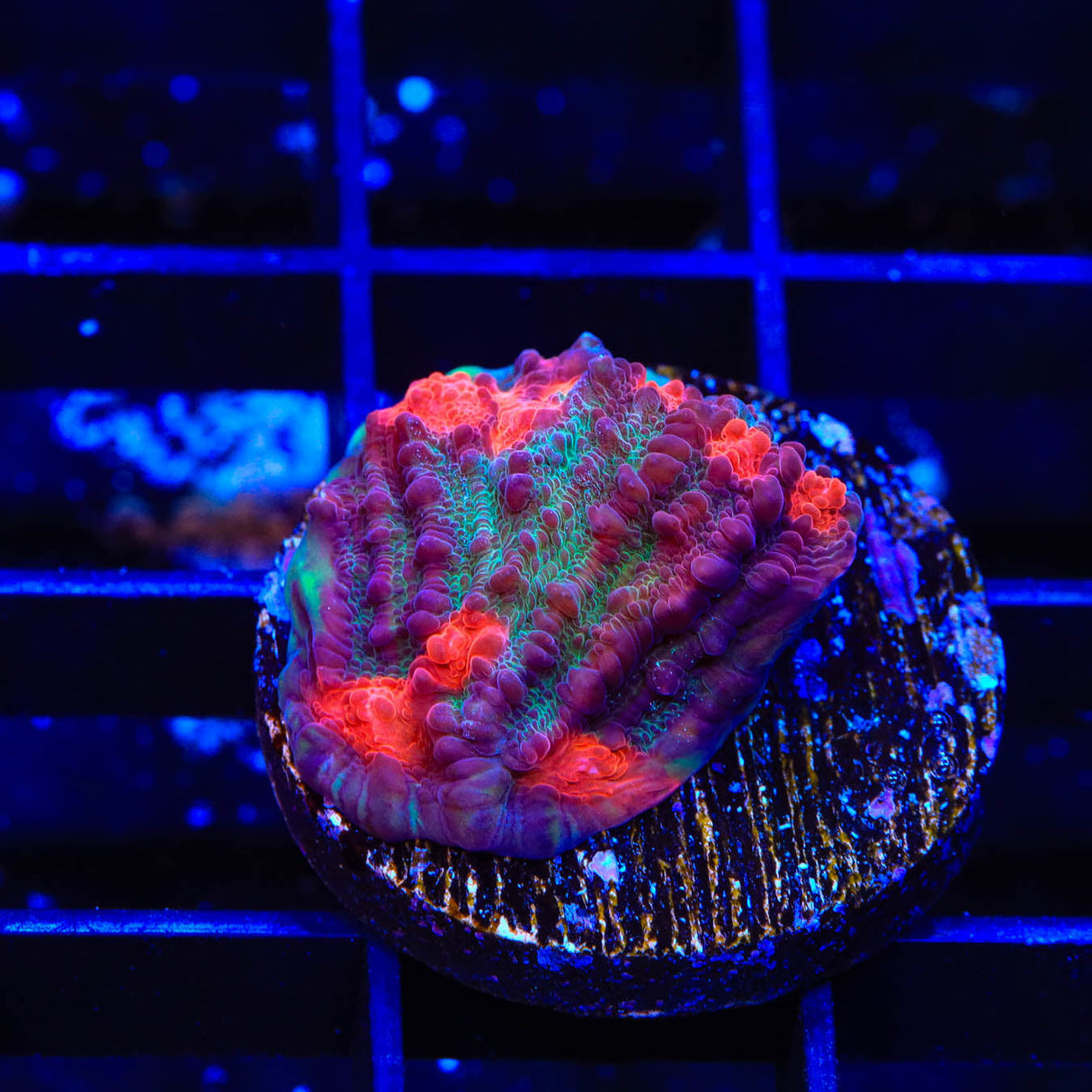 TSA Kamakazi Chalice Coral - Top Shelf Aquatics