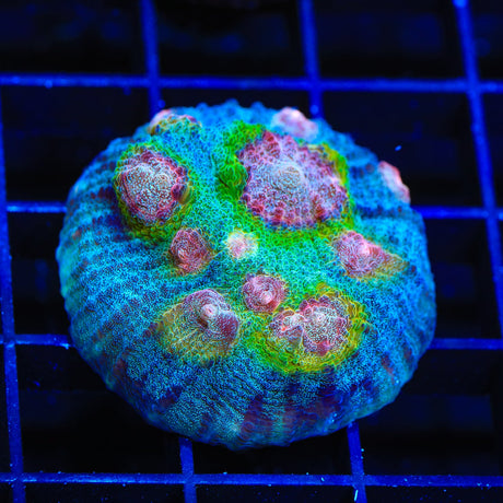 TSA Demogorgon Chalice Coral