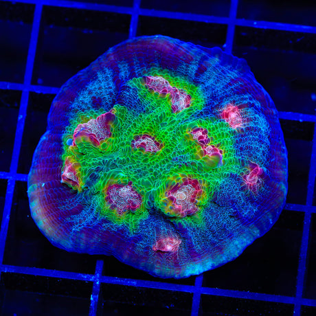 TSA Demogorgon Chalice Coral