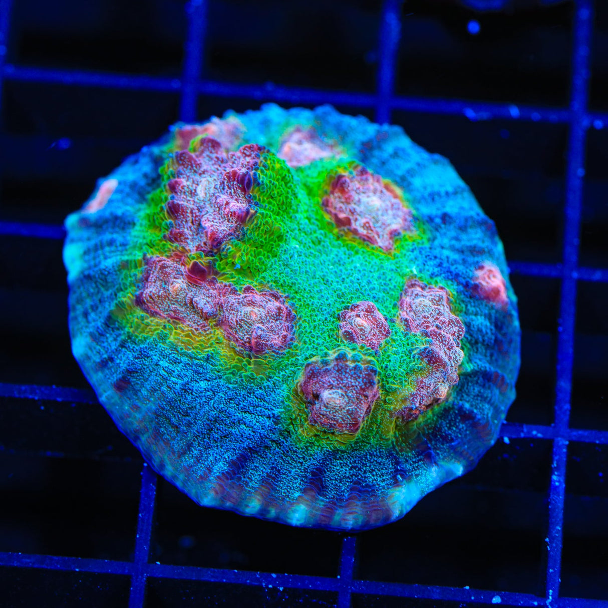 TSA Demogorgon Chalice Coral