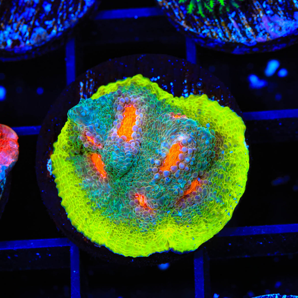 JF My Miami Chalice Coral - Top Shelf Aquatics