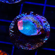 Stained Glass Chalice Coral