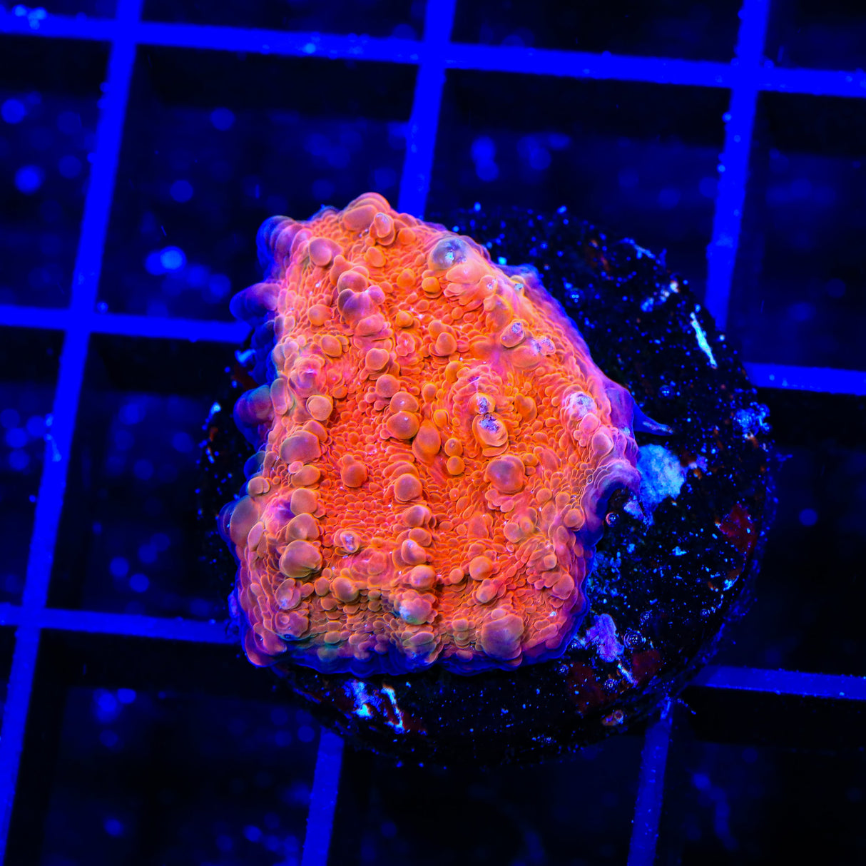 WWC Atomic Chalice Coral