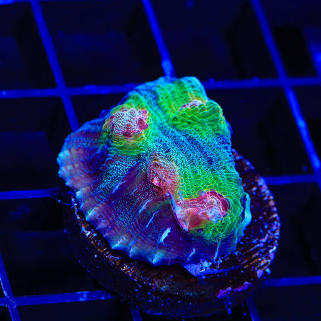 TSA Demogorgon Chalice Coral