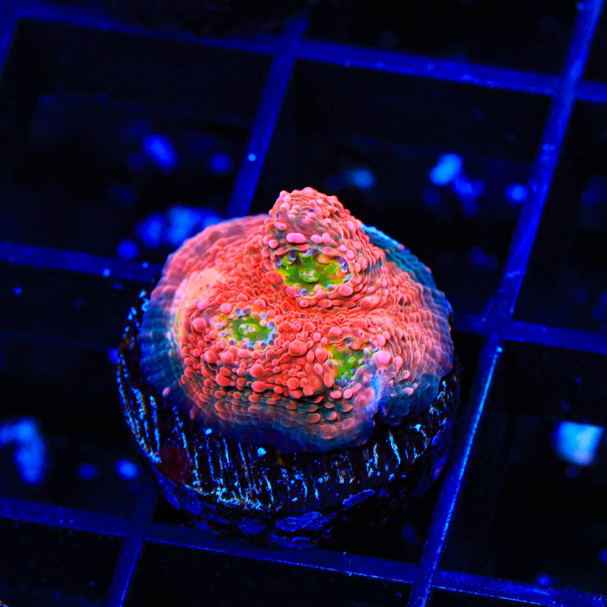 WWC Pink Boobies Chalice Coral - Top Shelf Aquatics