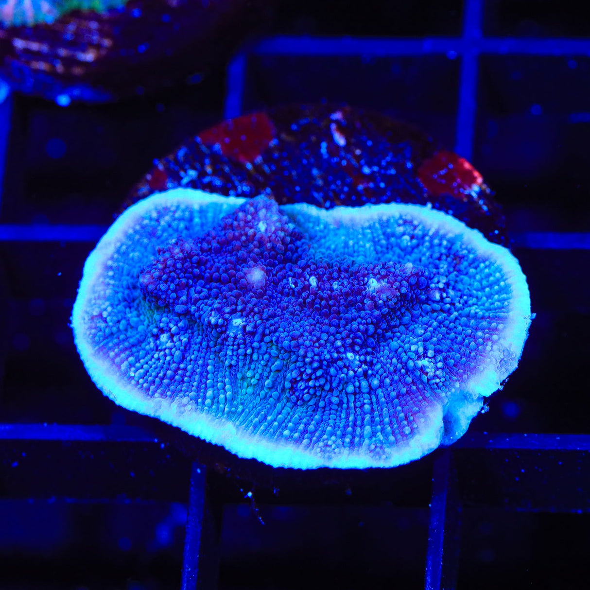 Tyree Blue Chalice Coral