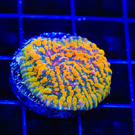 CC Cloudberry Chalice Coral