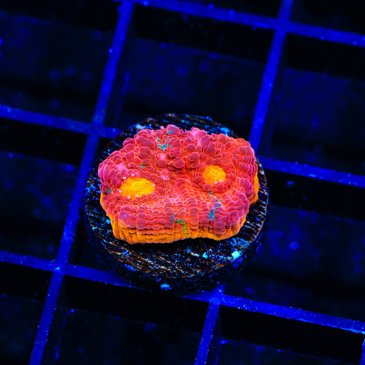 WWC Jelly Bean Chalice Coral - Top Shelf Aquatics