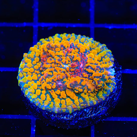 CC Cloudberry Chalice Coral