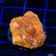 TSA Neon Lights Chalice Coral