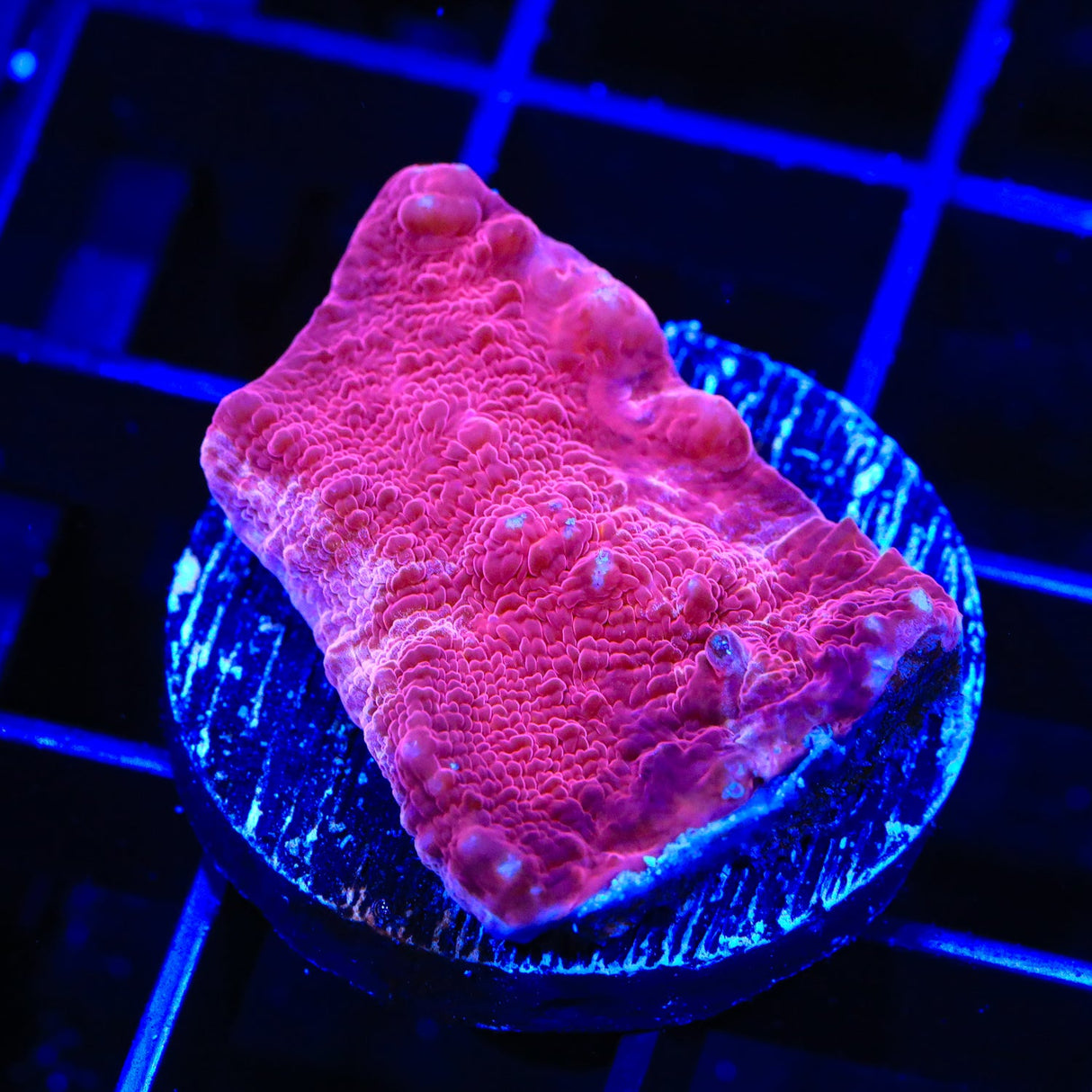 TSA Pink Passion Chalice Coral