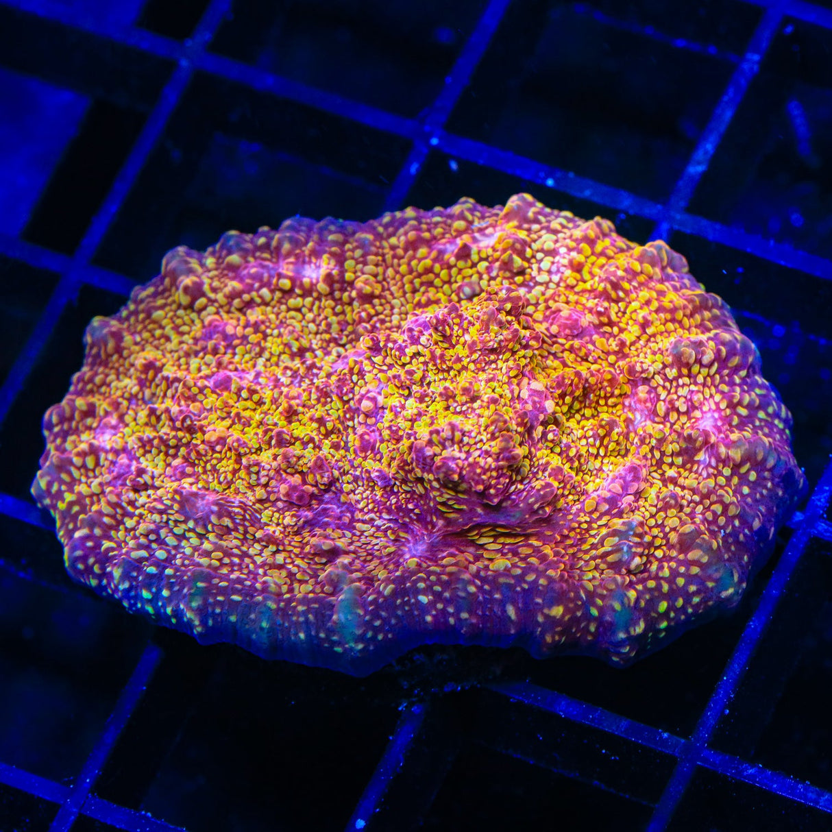 CB El Diablo Chalice Coral