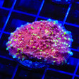 JF Gold Meister Chalice Coral