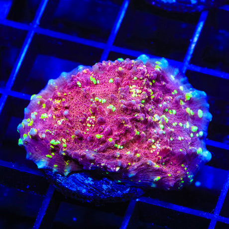 JF Gold Meister Chalice Coral