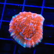 TSA Wildfire Chalice Coral