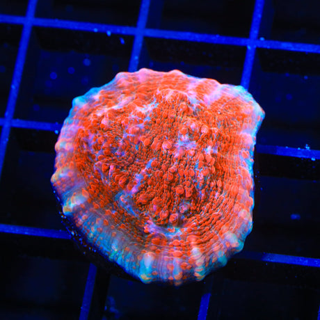 TSA Wildfire Chalice Coral