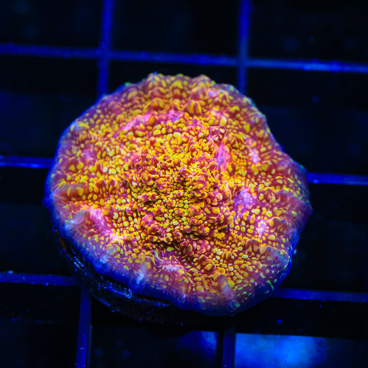 CB El Diablo Chalice Coral