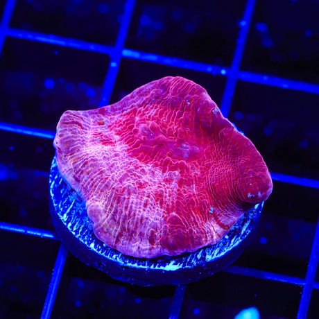 TSA Pink Passion Chalice Coral