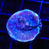 Tyree Blue Chalice Coral