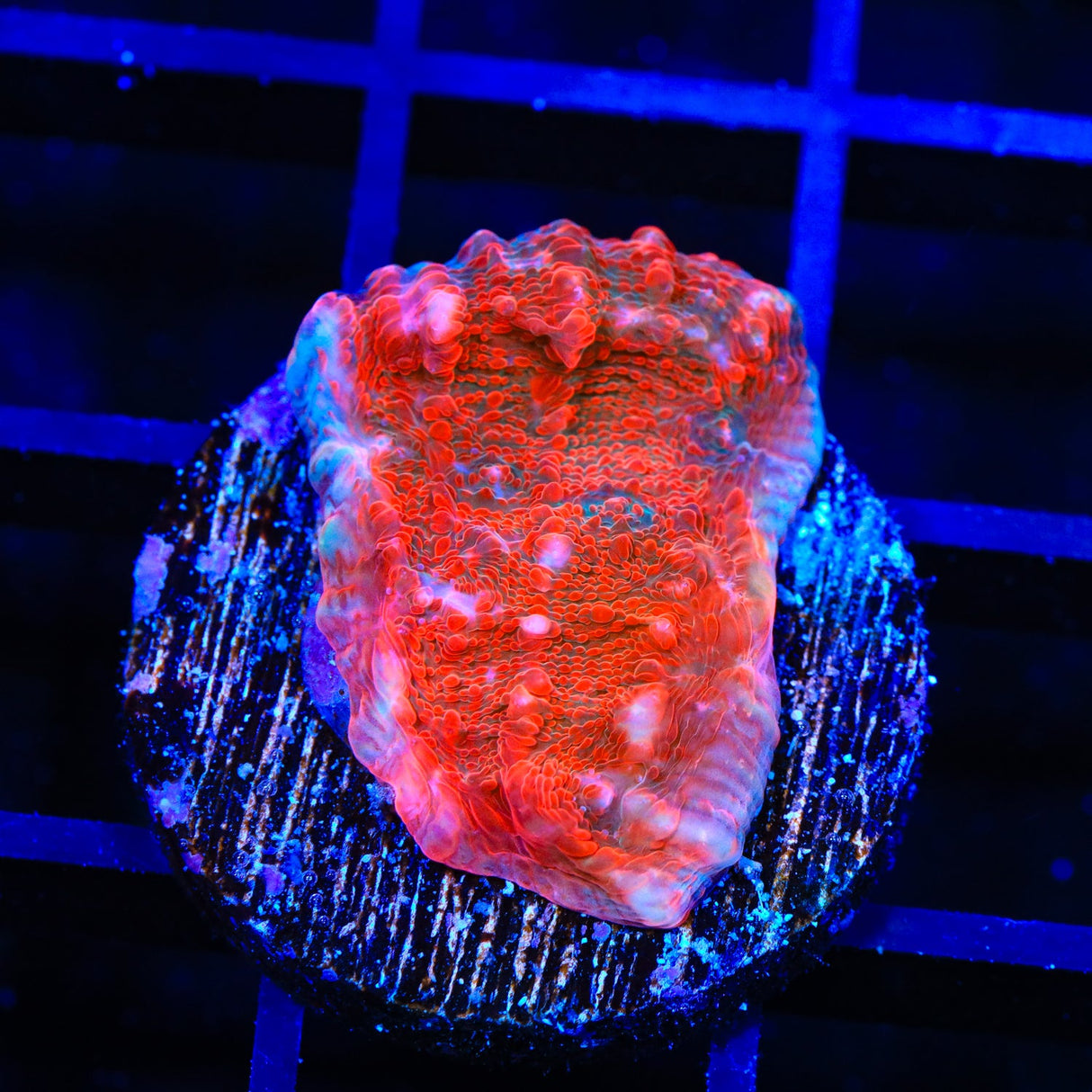 TSA Fire Chalice Coral