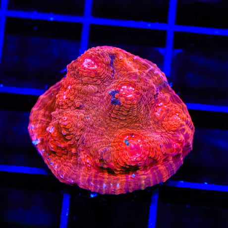 TSA Blood Pool Chalice Coral