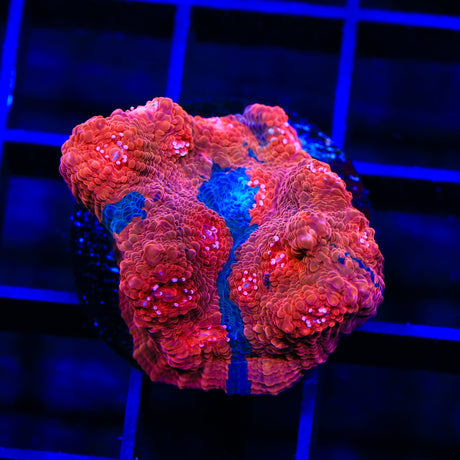 TSA Blood Pool Chalice Coral