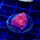 TSA Jackpot Chalice Coral