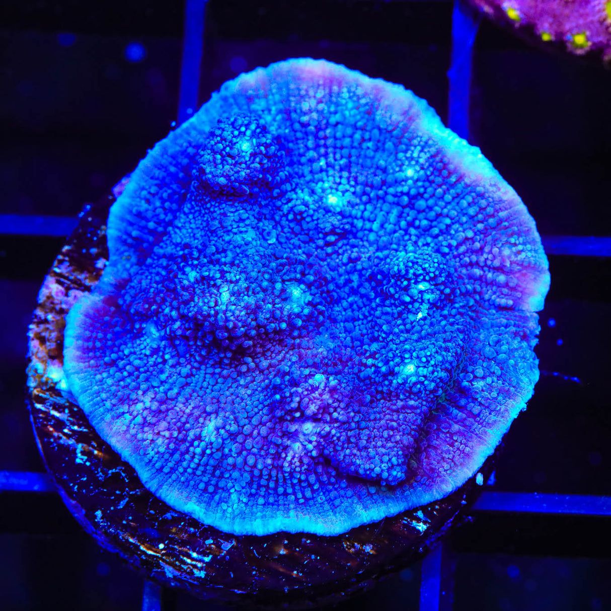 Tyree Blue Chalice Coral - Top Shelf Aquatics