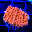 TSA Orange Sam Chalice Coral