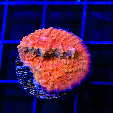 WWC Atomic Chalice Coral