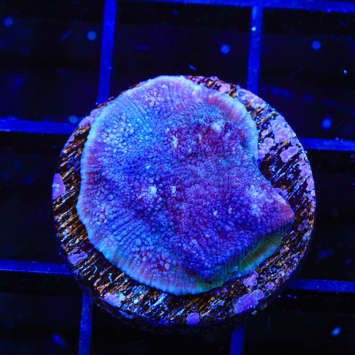 Tyree Blue Chalice Coral