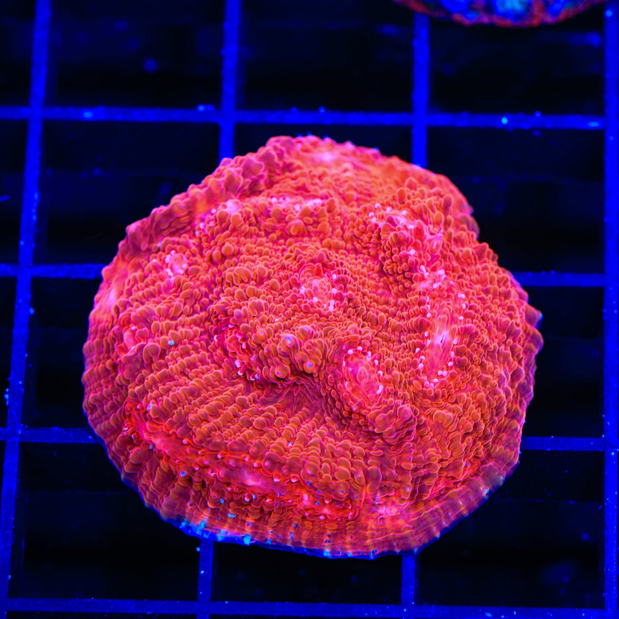 TSA Red Doom Chalice Coral