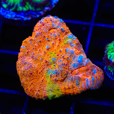 TSA Paintball Chalice Coral