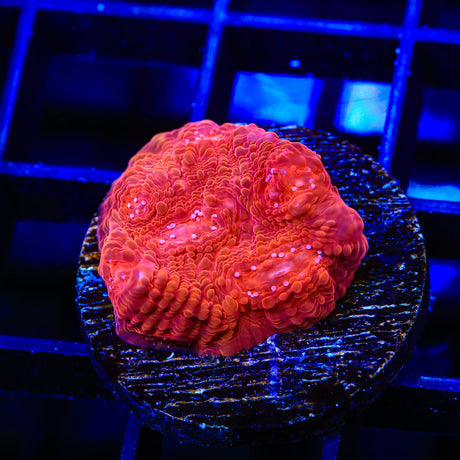 TSA Space Warp Chalice Coral