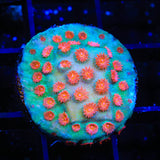 Meteor Shower Cyphastrea Coral