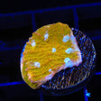 TSA Sugar Cookie Chalice Coral