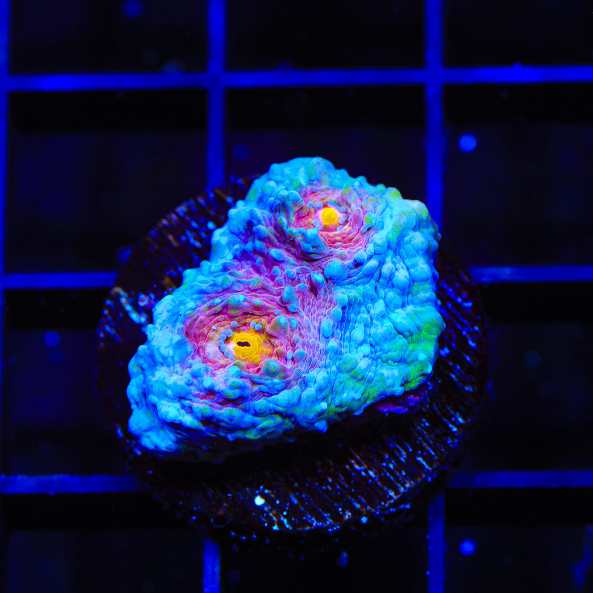 TSA Paint Splatter Chalice Coral