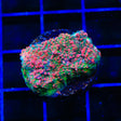 TSA Patrick Star Chalice Coral